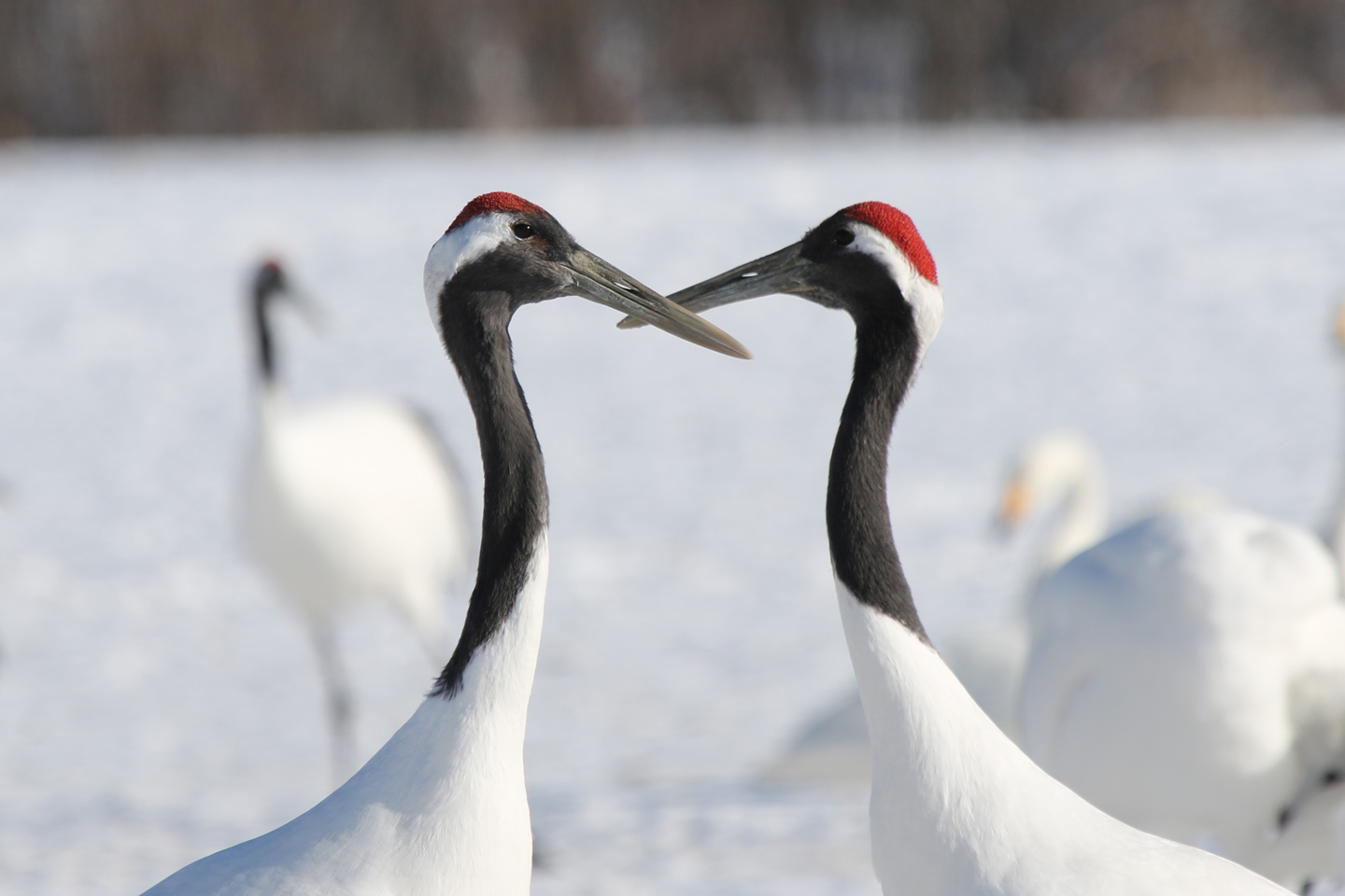 Japanese Cranes course