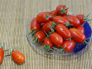 Mini Tomate Aiko