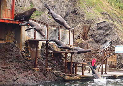 Steller Sea Lion Show (Marine mammal park)