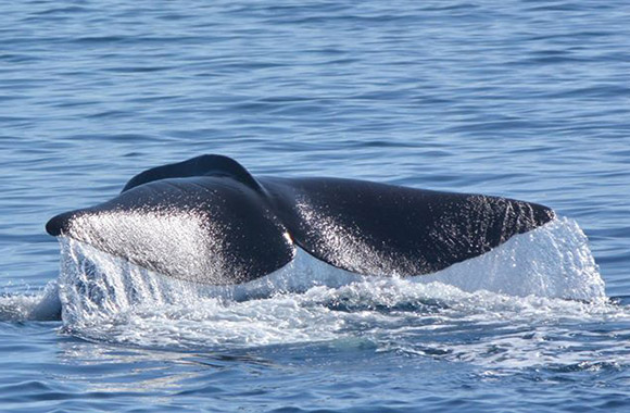 Rausu Cruise, Whales